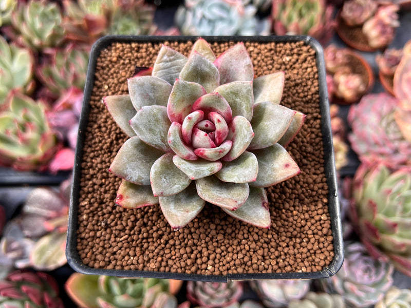 succulent plant in german Echeveria 'German Champaign' 2"-3" Succulent Plant