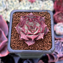 Echeveria 'Longissima' 1" Small Succulent Plant