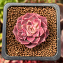 Echeveria 'Mohican' 1"-2" Succulent Plant