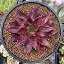Echeveria Agavoides 'Luming' 3"-4" Succulent Plant