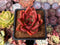 Echeveria Agavoides 'Rose Star' 2" Succulent Plant