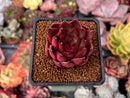 Echeveria Agavoides 'Healer' 2" Succulent Plant