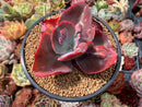 Echeveria 'Etna' Hybrid 4" Succulent Plant