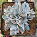 Echeveria 'Exotic' 2"-3" Cluster Succulent Plant