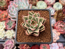 Echeveria 'Cello' 1"-2" Succulent Plant