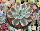 Echeveria 'Secunda' Variegated 4" Succulent Plant