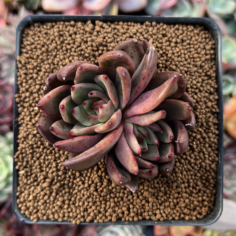 bronze succulent Echeveria Agavoides 'Bronze Beauty' 2" Cluster Succulent Plant – True Succulents Plant Co