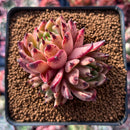 Echeveria Agavoides 'Sarabony' 3" Cluster (Seed Grown) Succulent Plant