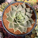 Echeveria Agavoides 'Gazelle' 4" Succulent Plant