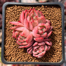 Echeveria 'Sabarez' 2" Cluster Succulent Plant