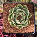 Echeveria Agavoides 'Blue Dragon' 2" Succulent Plant