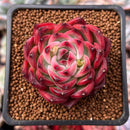 Echeveria Agavoides 'Fire Pillar' 2" Succulent Plant