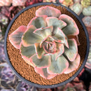 Echeveria 'Secunda' Variegated 4" Succulent Plant