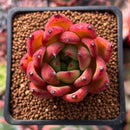 Echeveria Agavoides 'Colesman' 2" Succulent Plant