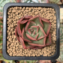 Echeveria 'Hailey' 1" Succulent Plant