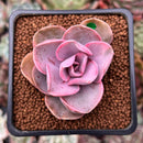 Echeveria 'Rainbow' Variegated 1" Succulent Plant