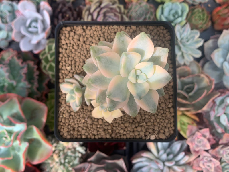 titubans succulent Graptoveria 'Titubans' Variegated 3" Cluster Succulent Plant