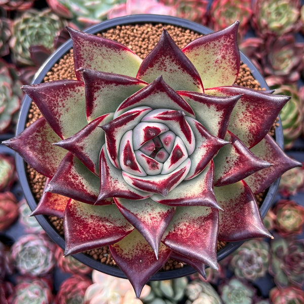 image_c9bc6f3f-9b9c-4564-86ca-