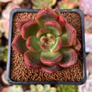 Echeveria Agavoides 'Red Wine' 2" Succulent Plant