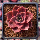Echeveria 'Mysterious Rose' 2" Succulent Plant