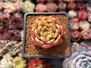 Echeveria 'Chanel' 2" Succulent Plant