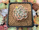 Echeveria 'Viyant' 1" Succulent Plant
