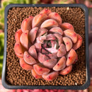 Echeveria 'Piano' 2" Succulent Plant