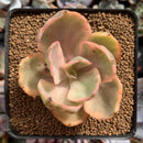 Echeveria 'Golden State' Variegated 3" Succulent Plant