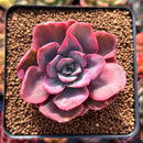Echeveria 'Pink Harin' Variegated 2" Succulent Plant