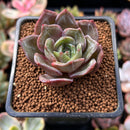 Echeveria 'German Champaign' 1" Succulent Plant