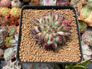 Echeveria 'Ratam' 2"-3" Crested Succulent Plant