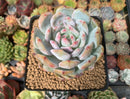 Echeveria 'Orange Monroe' 3" Powdery Succulent Plant