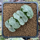 Haworthia Truncata 'White Mammoth' 1"-2" Succulent Plant