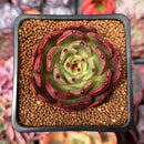 Echeveria 'Black Tan' 2" Succulent Plant