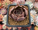 Echeveria 'Monchouchou' 1" Succulent Plant