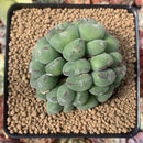 Conophytum 'Chowbanier' Cluster 3" Succulent Plant