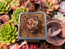 Echeveria Agavoides 'Ebony' 1" Small Succulent Plant