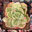 Echeveria Agavoides 'Raja' Variegated' 3" Succulent Plant
