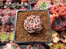 Echeveria Hybrid 1" Succulent Plant