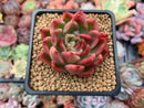 Echeveria Agavoides 'Prolifera' 3" Succulent Plant