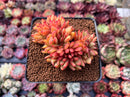 Echeveria Agavoides 'Elkhorn' Crested 4" Succulent Plant