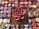 Echeveria 'Mysterious Rose' 2" Succulent Plant