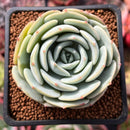 Echeveria 'Mont Blanc' 2" Succulent Plant