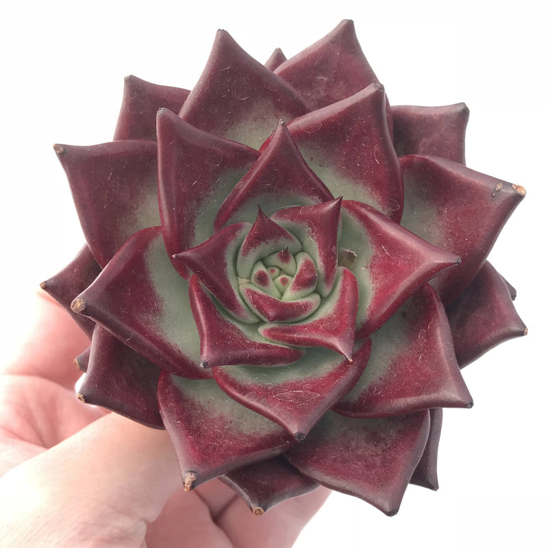 Echeveria Agavoides Red Ebony Selected Clone 5” Rare Succulent Plant