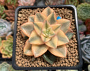 Echeveria 'Monocerotis' Variegated 2" Succulent Plant