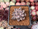 Echeveria 'Unguiculata' 1" Succulent Plant