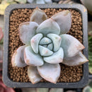 Echeveria 'Mexican Giant' 1" Powdery Succulent Plant