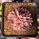 Echeveria 'Purplitic' 2" Cluster Succulent Plant