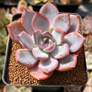 Echeveria 'Charming Stone' 2" Succulent Plant