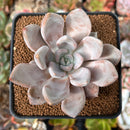 Echeveria 'Jin-Joo-Hee' 2"-3" Powdery Succulent Plant